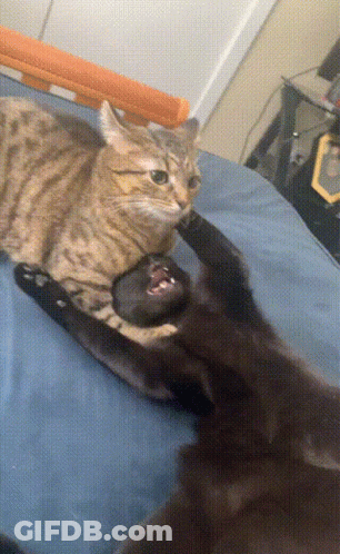 Two Cats Are Playing With Each Other On A Bed And One Has Its Mouth Open GIF