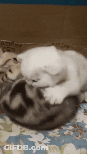 Two Cats Are Playing With Each Other On A Bed With A Bag That Says Chicken Bag On It GIF