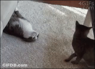 Two Cats Are Playing With Each Other On A Carpeted Floor . GIF