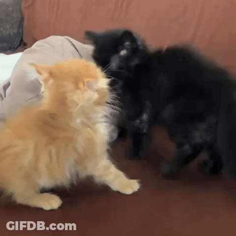 Two Cats Are Playing With Each Other On A Couch . GIF