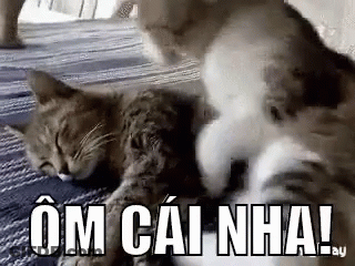Two Cats Are Playing With Each Other On The Floor . GIF