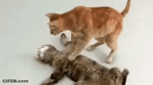 Two Cats Are Playing With Each Other On The Floor And One Of Them Is Standing On The Other 'S Back . GIF