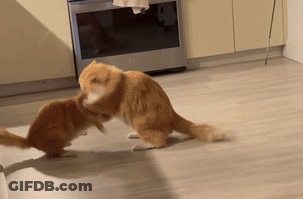 Two Cats Are Playing With Each Other On The Floor In A Kitchen GIF