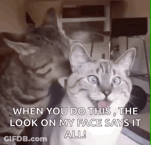 Two Cats Are Sitting Next To Each Other And One Of Them Says When You Do This The Look On My Face Says It All GIF