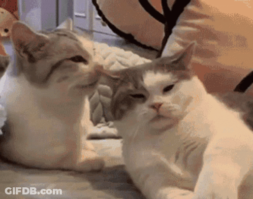 Two Cats Are Sitting Next To Each Other On A Bed Looking At Each Other . GIF