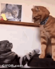 Two Cats Are Sitting Next To Each Other On A Couch . GIF