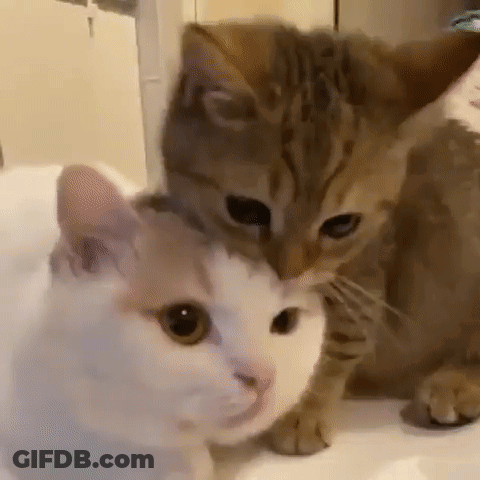 Two Cats Are Sitting Next To Each Other On A Table And One Of Them Is Petting The Other 'S Head . GIF