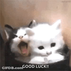Two Cats Are Sitting Next To Each Other With Their Mouths Open And The Words `` Good Luck '' Written On The Bottom . GIF