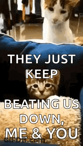 Two Cats Are Sitting On A Blue Pillow With A Caption That Says They Just Keep Beating Us Down , Me & You GIF