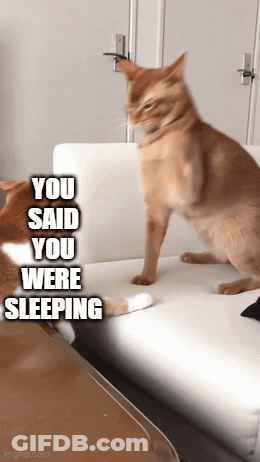 Two Cats Are Sitting On A Couch And One Of Them Says " You Said You Were Sleeping " GIF