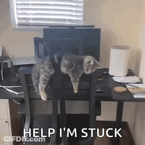 Two Cats Are Sitting On A Desk With The Words Help I 'M Stuck Below Them GIF
