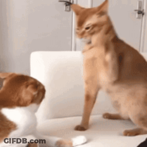 Two Cats Are Sitting On A White Couch And One Is Looking At The Other GIF