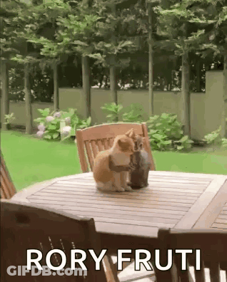 Two Cats Are Sitting On A Wooden Table With The Words Rory Fruti Written Below Them GIF