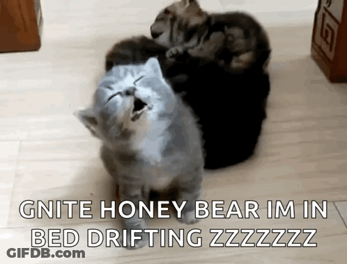 Two Cats Are Sitting On Top Of Each Other On The Floor . GIF