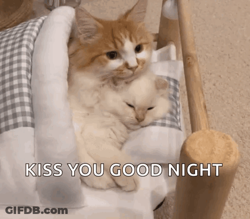 Two Cats Are Sleeping In A Bed With The Words Kiss You Good Night Above Them GIF