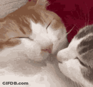Two Cats Are Sleeping Next To Each Other And Looking At Each Other 'S Faces . GIF