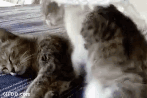 Two Cats Are Sleeping On A Bed Together . GIF