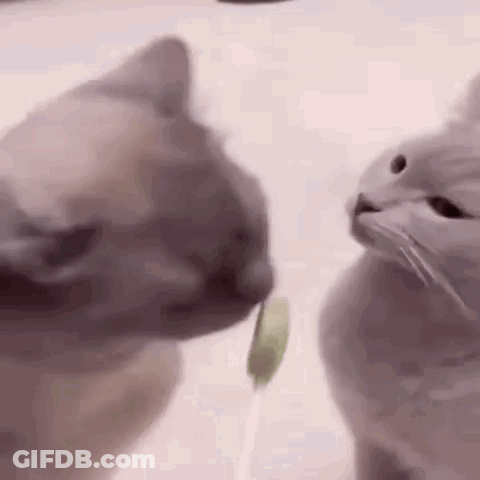 Two Cats Are Sniffing Each Other 'S Noses While One Of Them Is Holding A Stick In Its Mouth . GIF