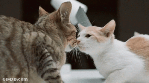 Two Cats Are Sniffing Each Other 'S Noses While Sitting On A Table GIF