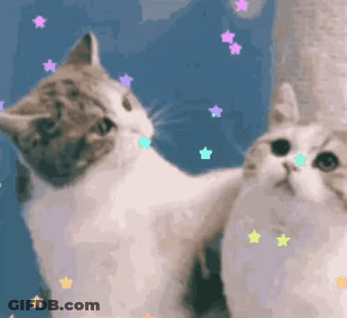 Two Cats Are Standing Next To Each Other And Looking Up At The Stars GIF