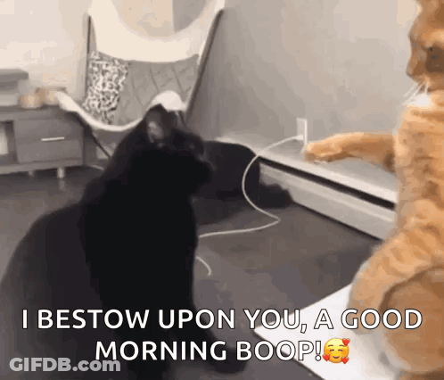 Two Cats Are Standing Next To Each Other And One Of Them Says I Bestow Upon You A Good Morning Boop GIF
