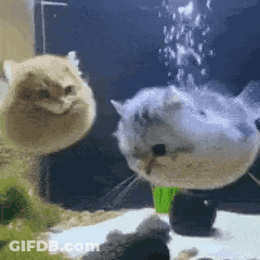 Two Cats Are Standing Next To Each Other In An Aquarium . GIF