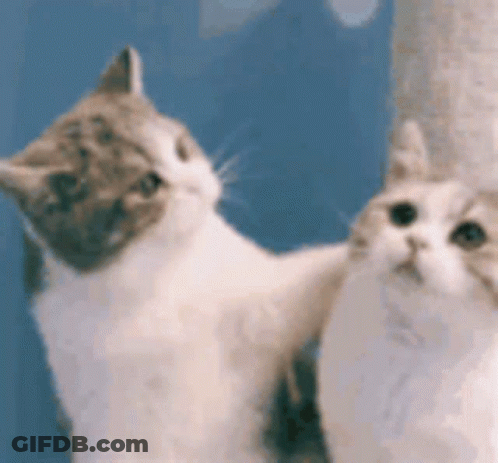 Two Cats Are Standing Next To Each Other In Front Of A Blue Wall . GIF