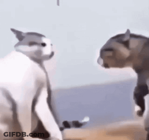 Two Cats Are Standing Next To Each Other On A Beach . GIF