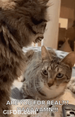 Two Cats Are Standing Next To Each Other On A Bed And One Of Them Is Saying Are You For Real ? Daaaamm !!! GIF