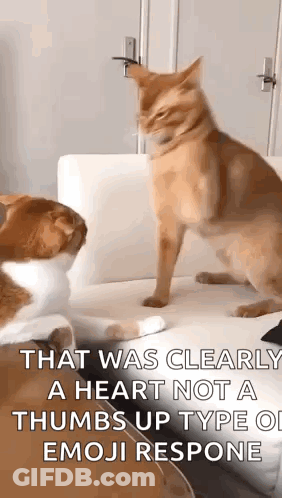 Two Cats Are Standing Next To Each Other On A Couch And One Of Them Has A Thumbs Up Type Of Emoji Response . GIF