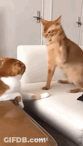 Two Cats Are Standing Next To Each Other On A Couch And One Of Them Is Looking At The Other Cat . GIF