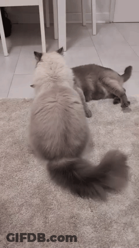 Two Cats Are Standing Next To Each Other On A Rug . GIF