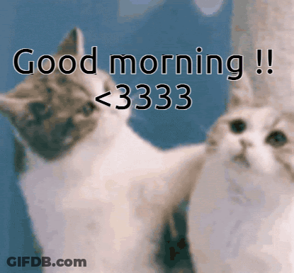 Two Cats Are Standing Next To Each Other With The Words Good Morning 3333 GIF