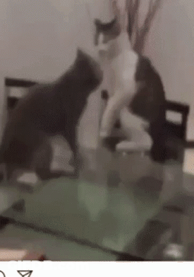 Two Cats Are Standing On A Glass Table And One Of Them Is Black And White GIF