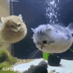 Two Cats Are Swimming In A Fish Tank . GIF