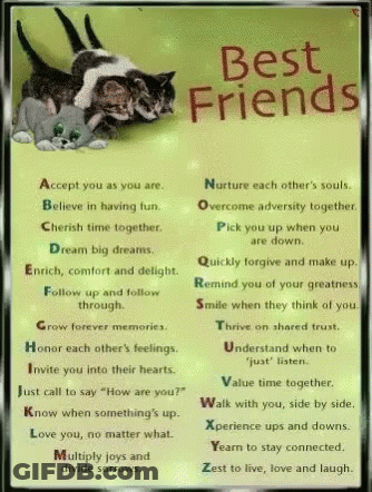 Two Cats Best Friends Poster GIF