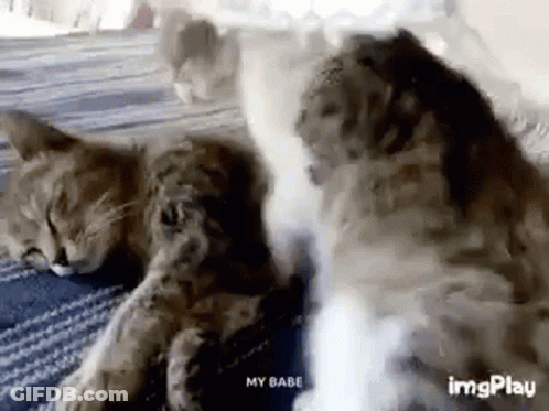Two Cats Blowing Smoke On Bed GIF