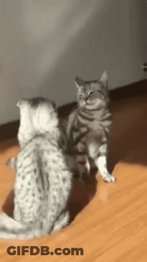 Two Cats Body Slam GIF