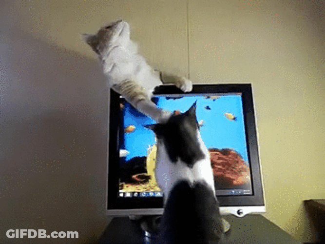 Two Cats Catch Computer Fishes GIF