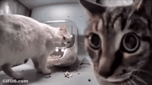 Two Cats Eating From Bowl GIF