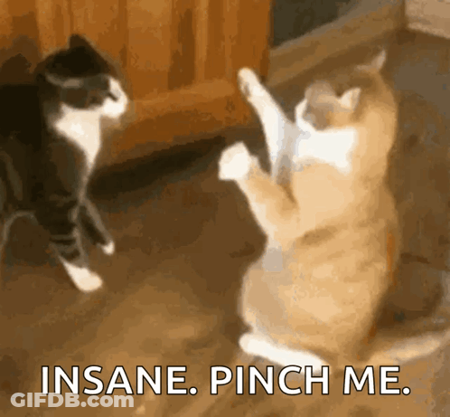 Two Cats Fighting Insane Pinch Me GIF