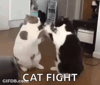 Two Cats Fighting GIF