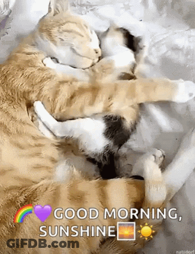 Two Cats Hugging Bed Good Morning Sunshine GIF