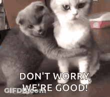 Two Cats Hugging Each Other With The Words `` Do N't Worry , We 'Re Good '' Written Below Them . GIF