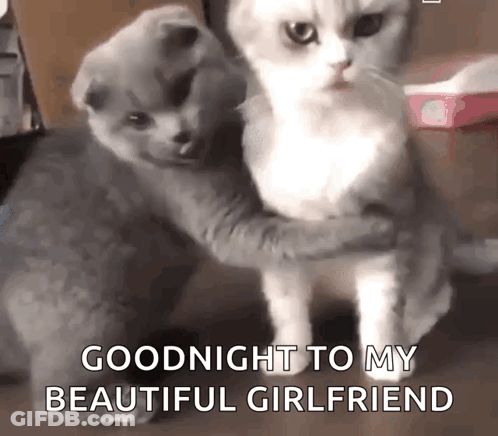 Two Cats Hugging Each Other With The Words " Goodnight To My Beautiful Girlfriend " Written On The Bottom GIF