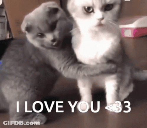 Two Cats Hugging Each Other With The Words " I Love You < 33 " On The Bottom GIF
