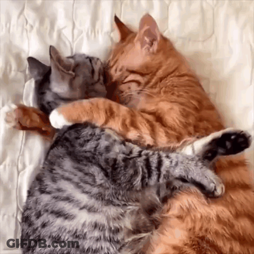 Two Cats Hugging GIF