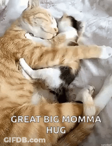 Two Cats Hugging Great Big Momma Hug GIF