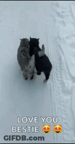 Two Cats Hugging In Snow Love You Bestie GIF