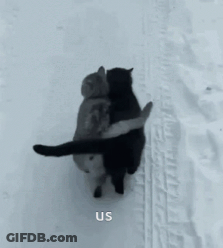 Two Cats Hugging In Snow GIF